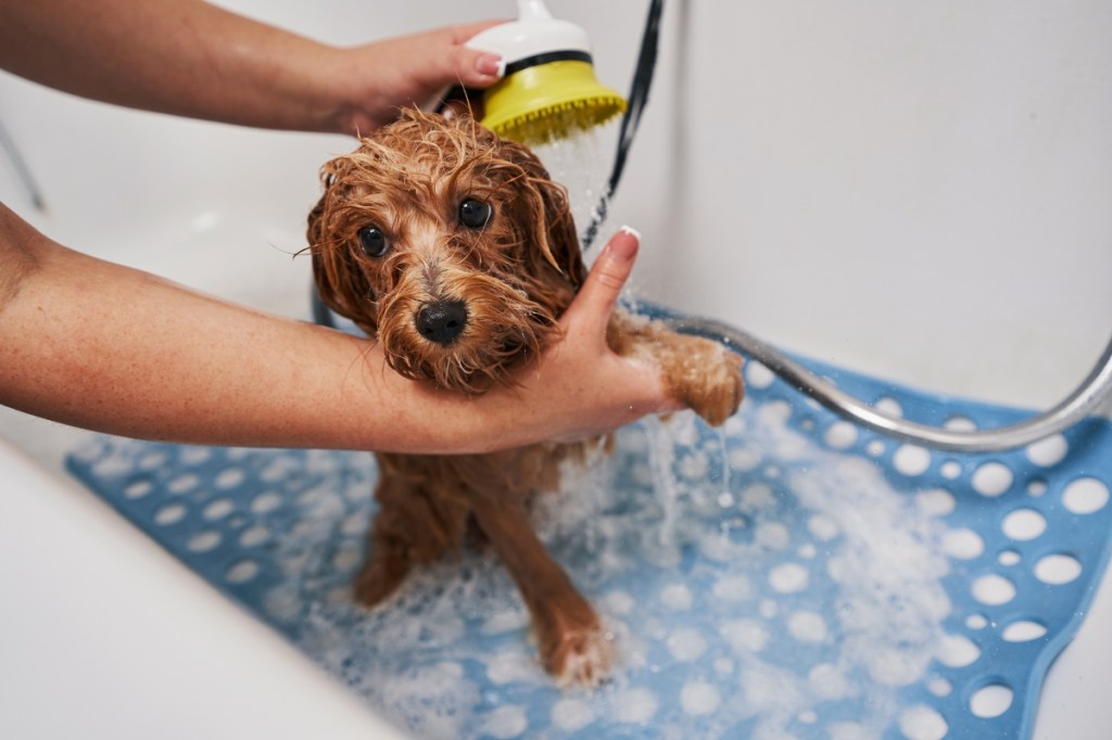 Adorable dog being washed in a bathtub by a person holding him and showering