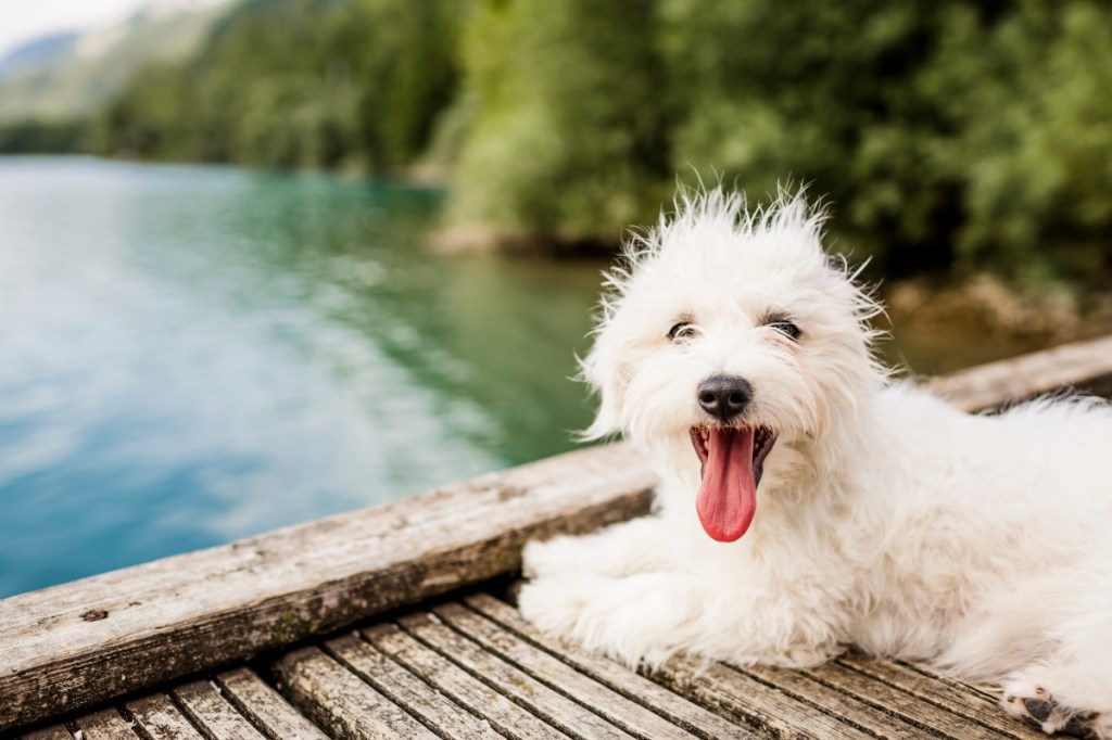white scruffy dog lying on dock by lake