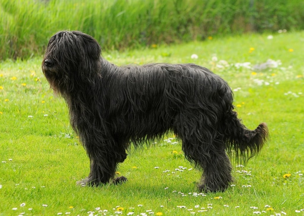 Black briard dog standing in grass