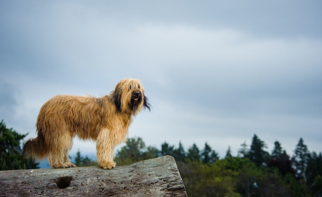 Briard dog standing on log outside