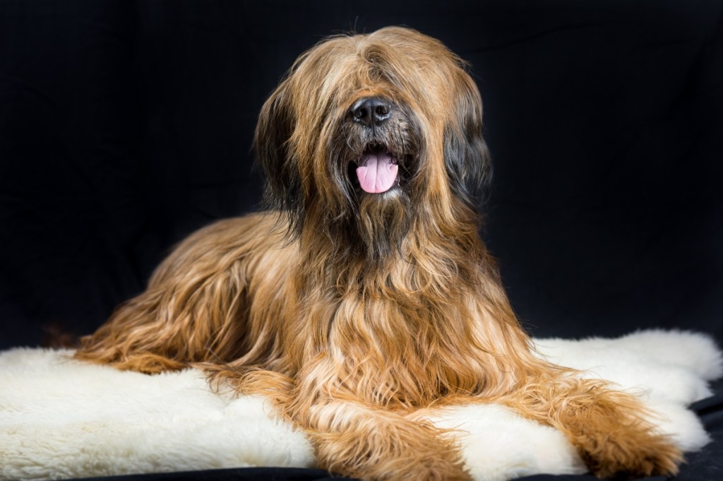 briard do lying on bed