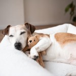old Jack Russell terrier sleeping in a white bed