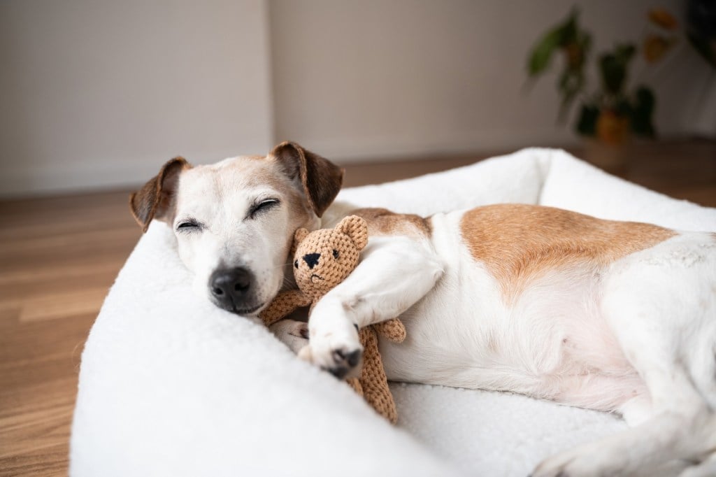 old Jack Russell terrier sleeping in a white bed