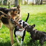 three dogs chewing on stick outside