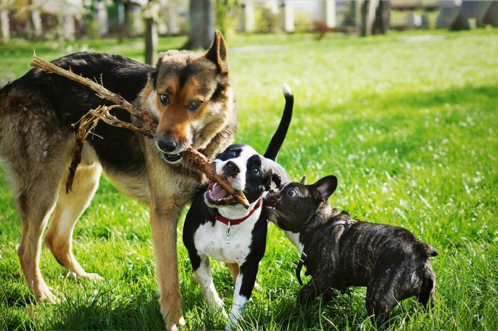 three dogs chewing on stick outside