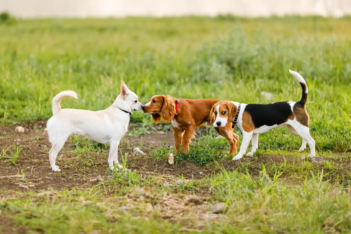 three dogs outside in grass
