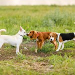 three dogs outside in grass