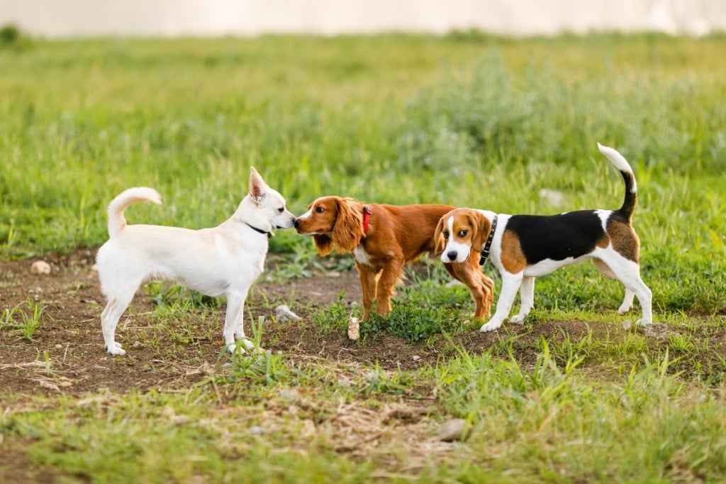 three dogs outside in grass