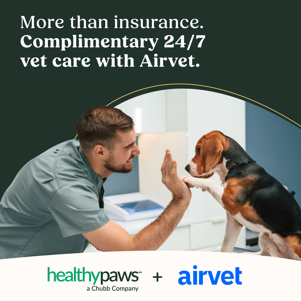 Vet high-fiving dog - Airvet announcement