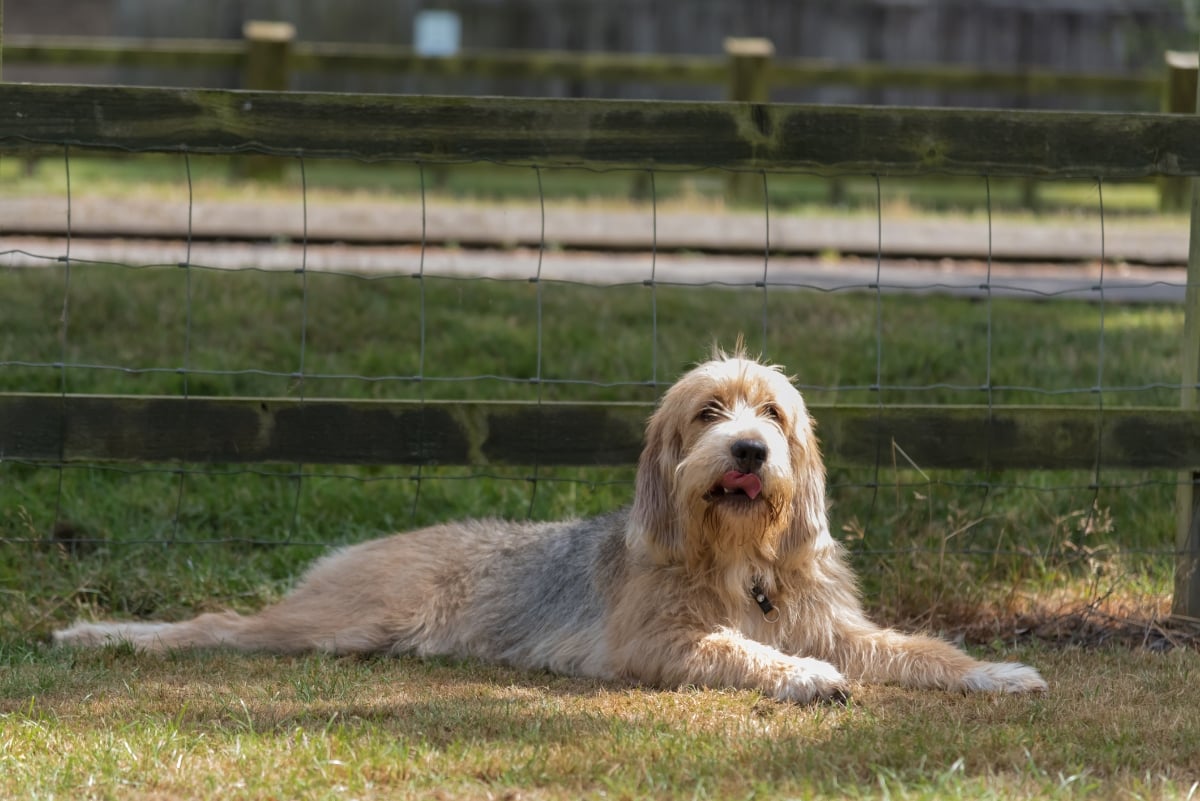 Otterhound dog lying outside in grass