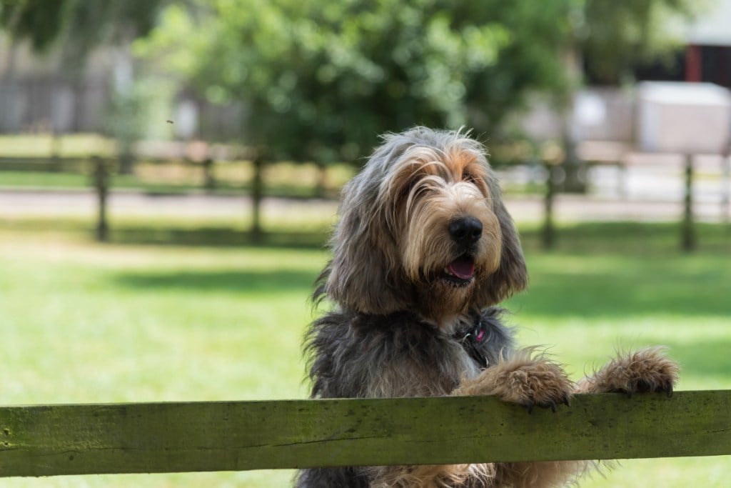 Otterhound dog with paws on fence