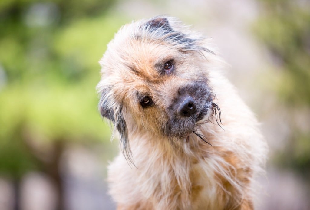 An Otterhound mixed breed dog looking at the camera with a strong head tilt