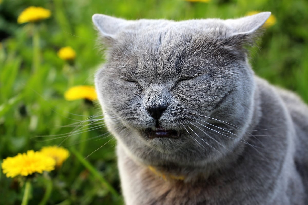 gray cat sneezing next to flowers
