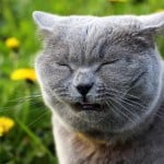 gray cat sneezing next to flowers