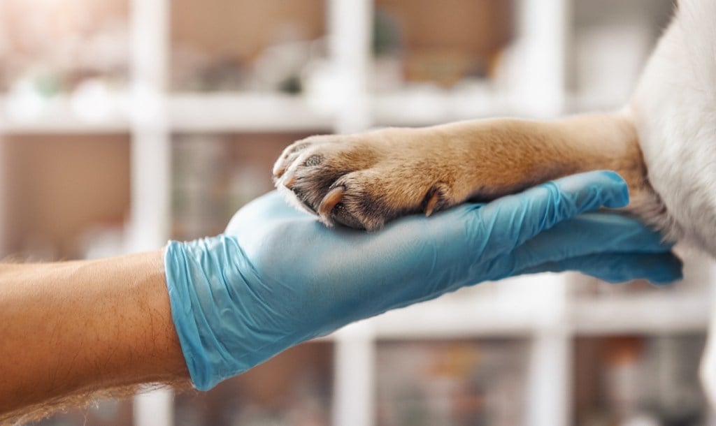 vet holding dog paw