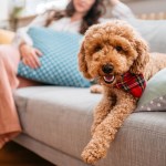 woman and doodle dog sitting on couch