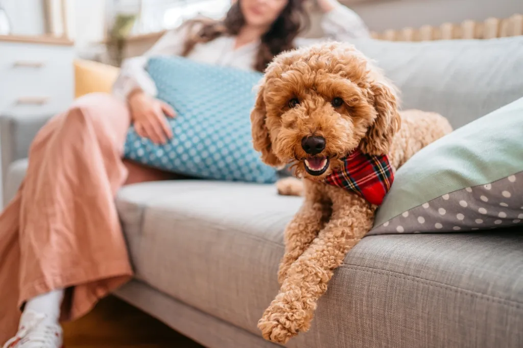 woman and doodle dog sitting on couch