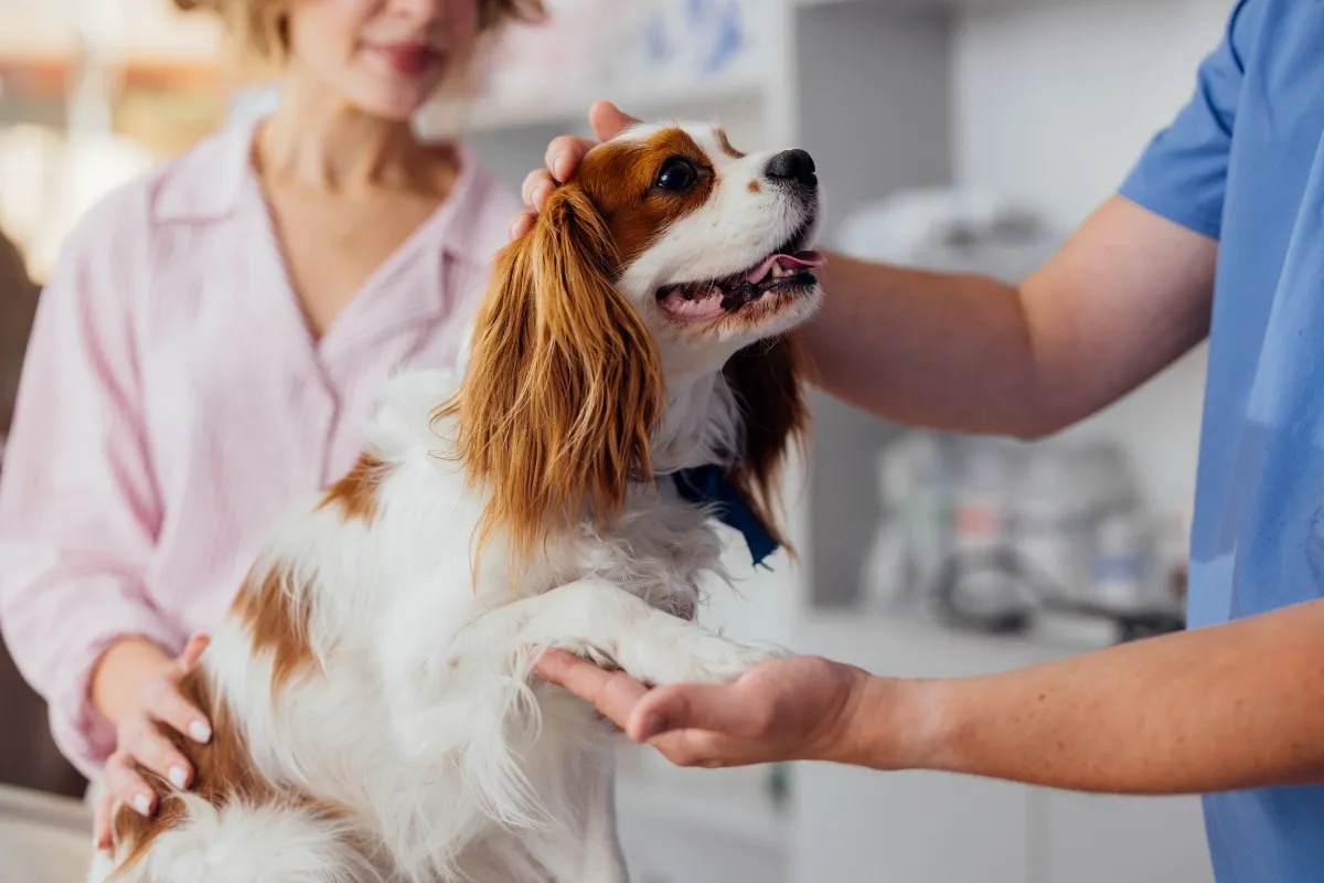 Cavalier spaniel dog at the vet