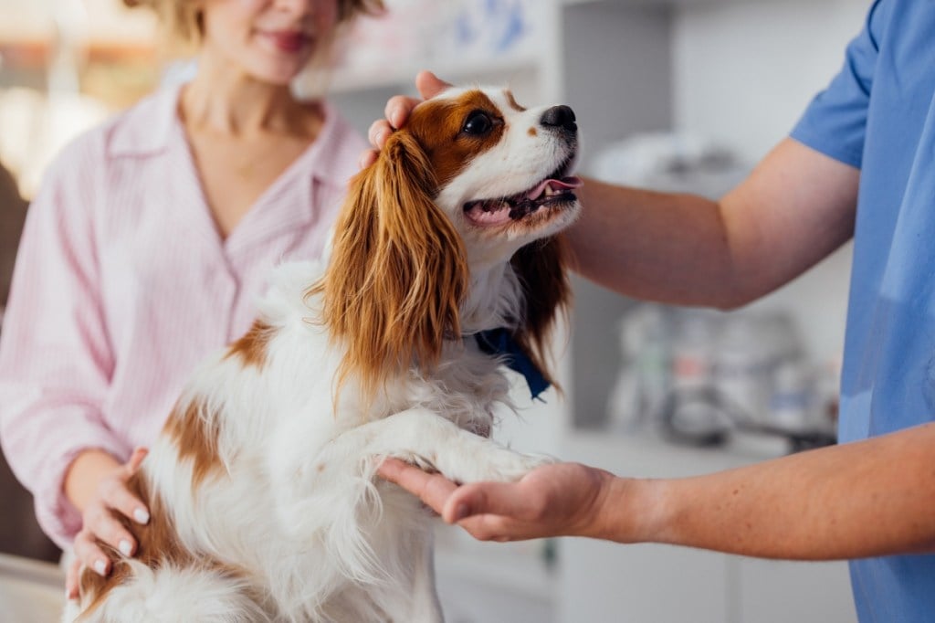 Cavalier spaniel dog at the vet