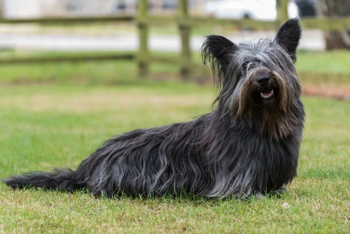 black skye terrier sitting in grass