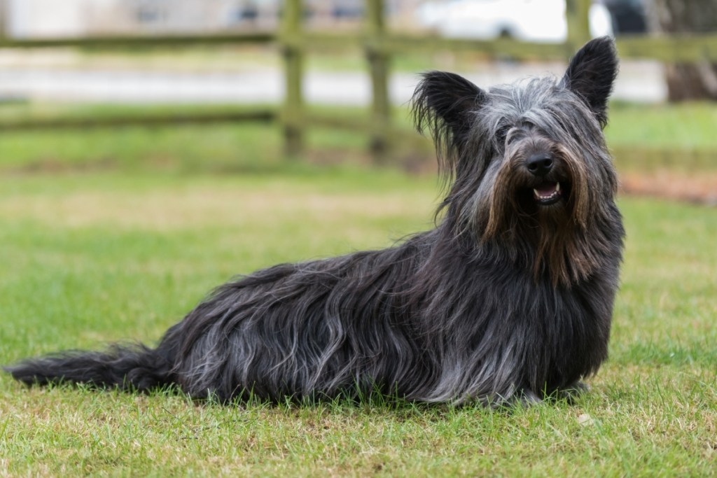 black skye terrier sitting in grass