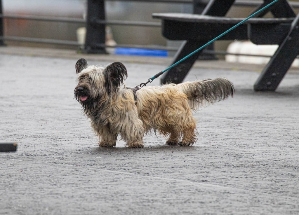 skye terrier on a leash