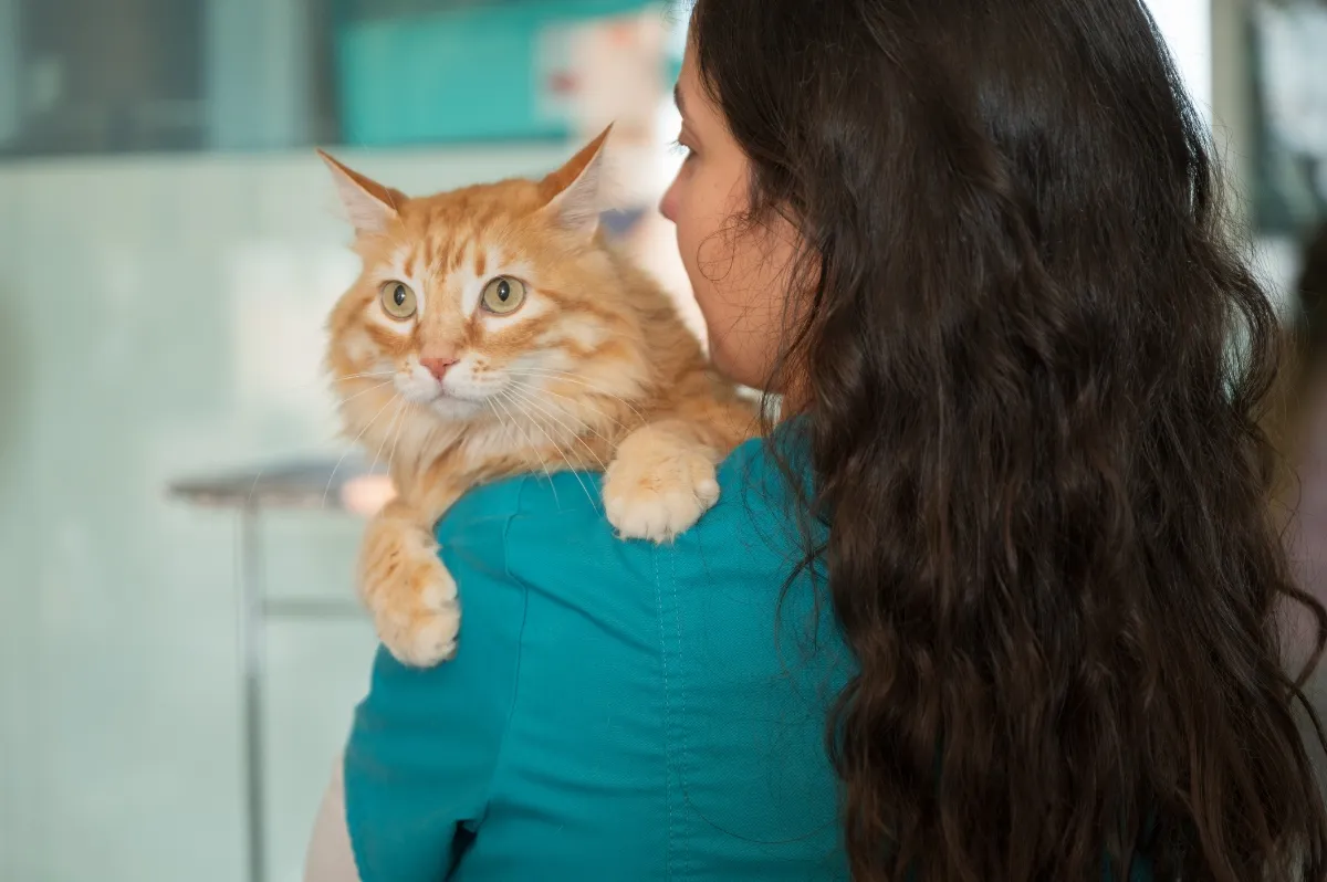 vet tech holding orange cat