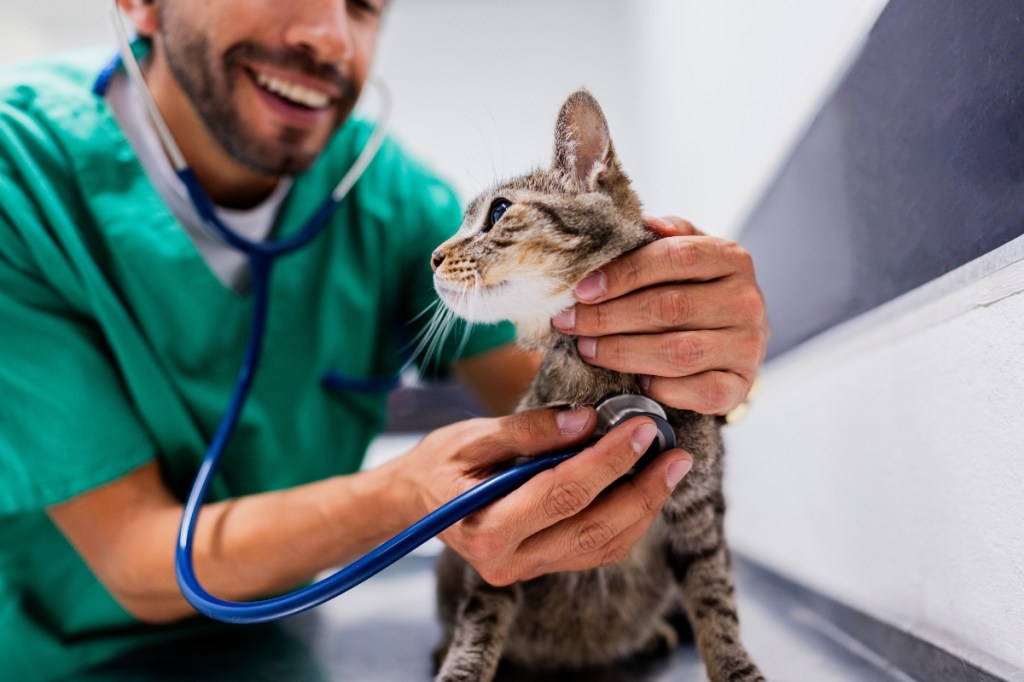 vet examining cat