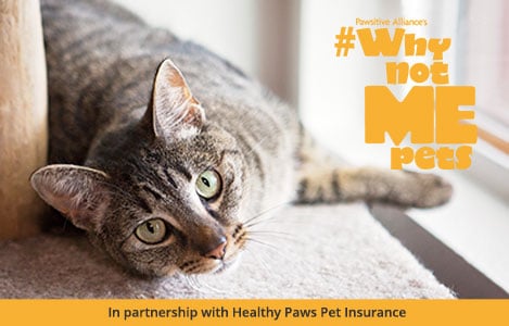 healthy pets insurance