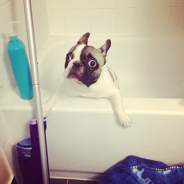 10 Dogs Who Felt Betrayed At Bath Time