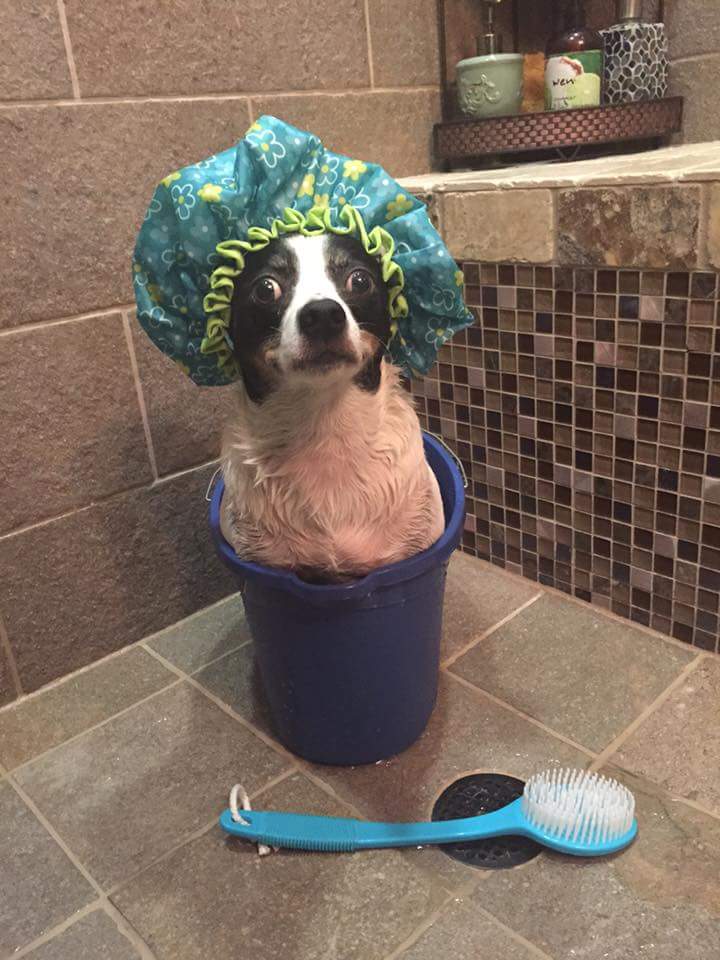 10 Dogs Who Felt Betrayed at Bath Time