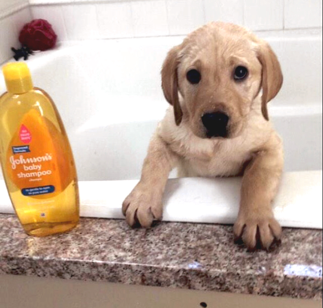 dogs first bath