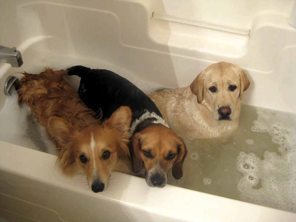10 Dogs Who Felt Betrayed at Bath Time