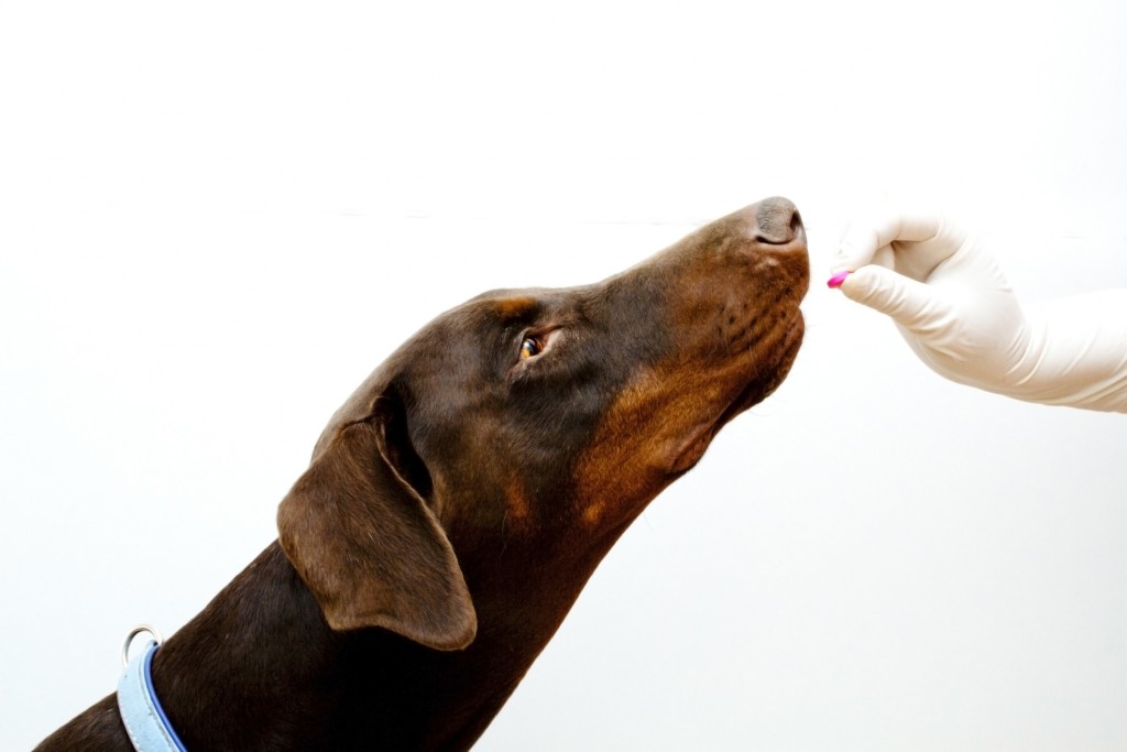 how much to give a dog benadryl