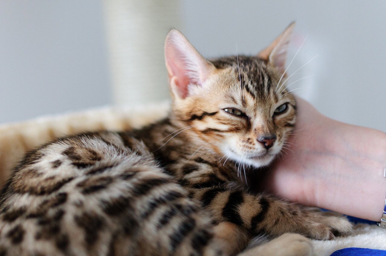 The Bengal Cat Has Not-So-Distant Wild Relatives | Healthy ...