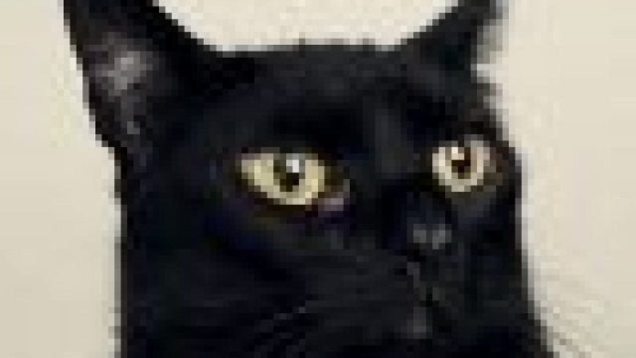 Pancreatitis in cats treatment cost hotsell