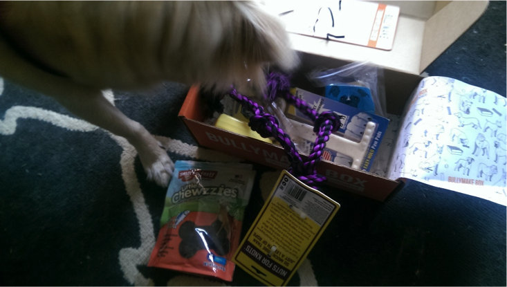 dog looking at subscription box