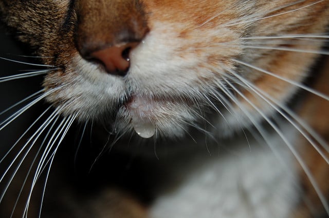 kitten drooling and not eating