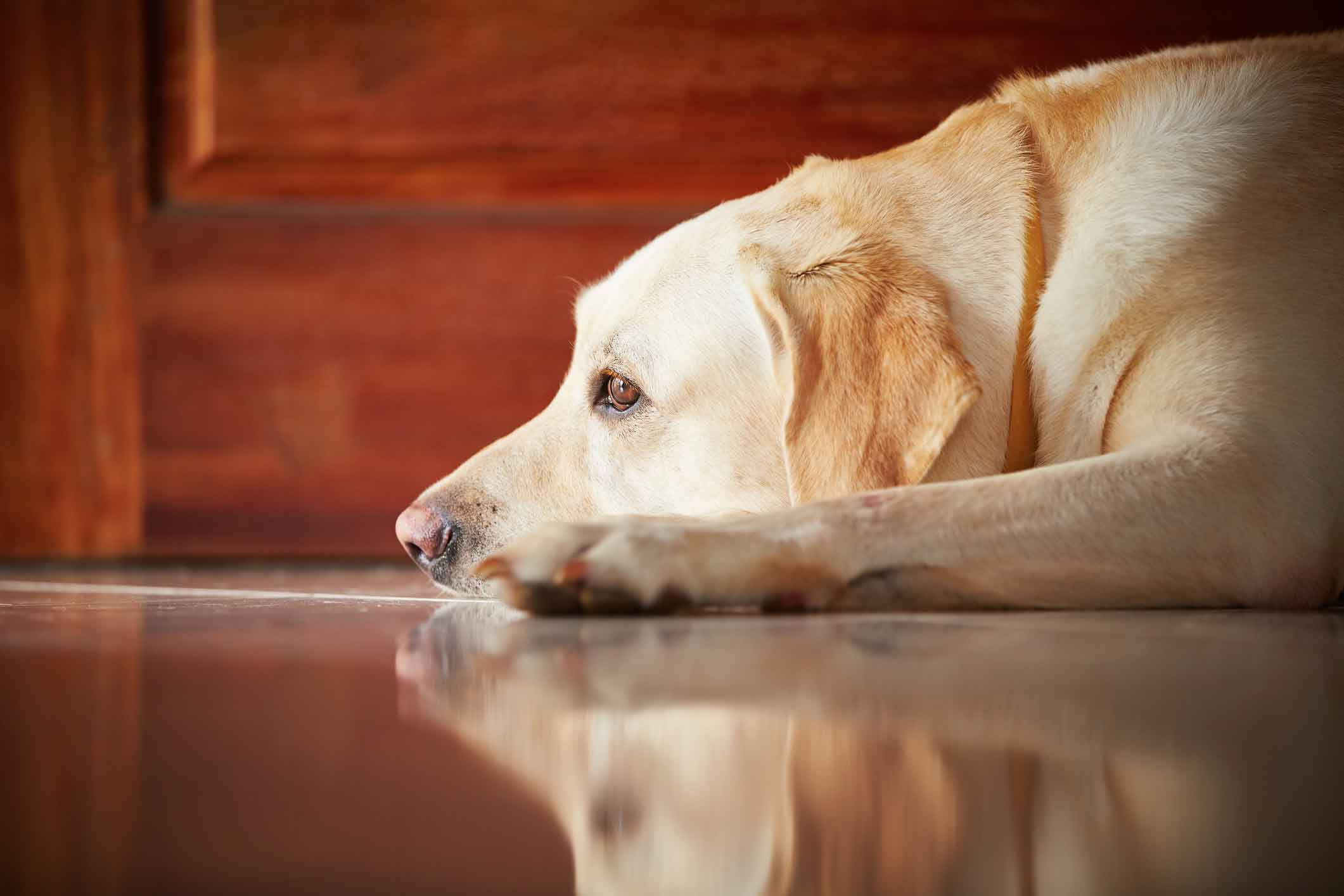 Cushing's Disease in Dogs Healthy Paws