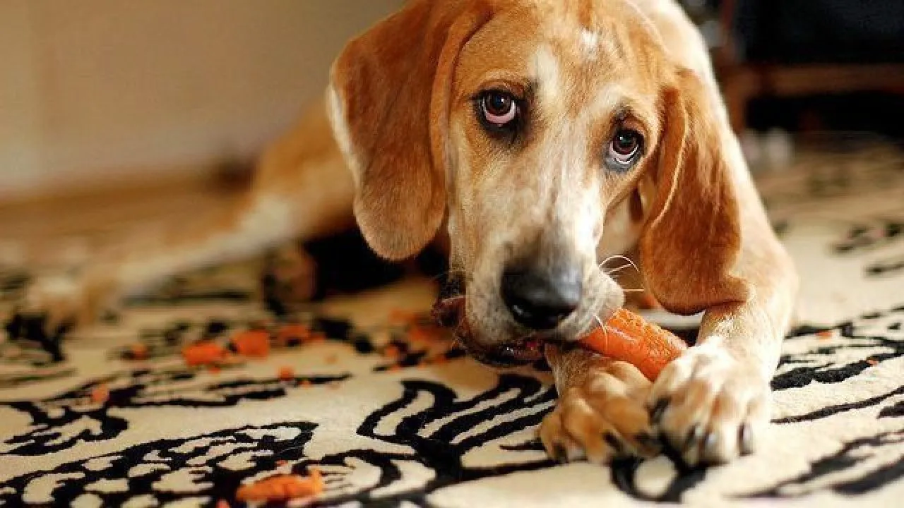 Superfoods For Your Dogs Diet | Healthy Paws