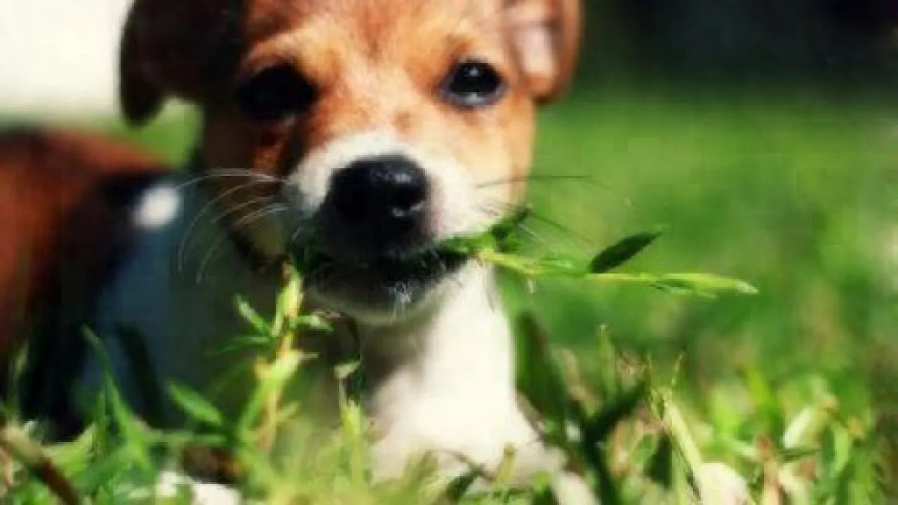 chihuahua eating grass