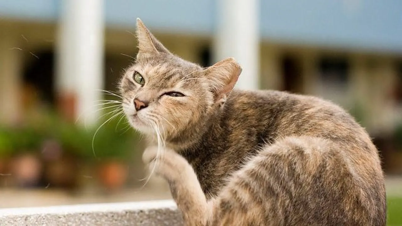 Ear Mites in Cats | Healthy Paws