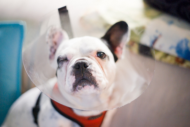 Common French Bulldog Health Problems Healthy Paws