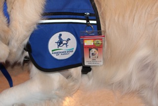 Healthy Paws Employees Raise Jake the Service Dog