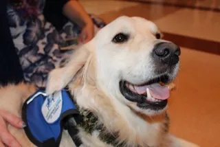 service dog