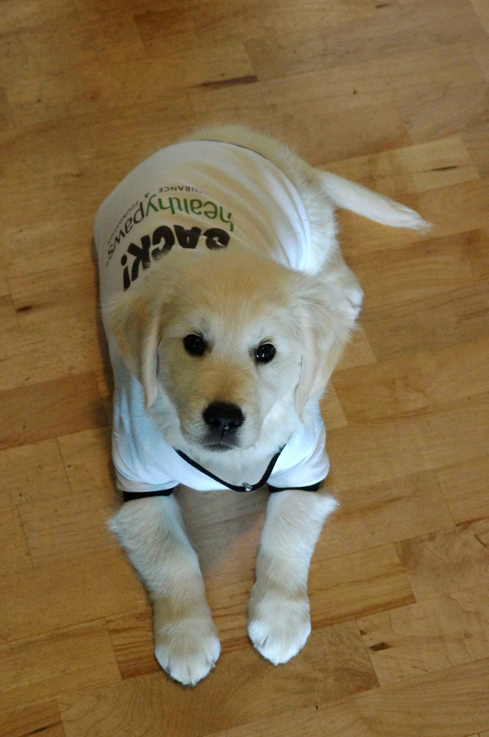 service dog training