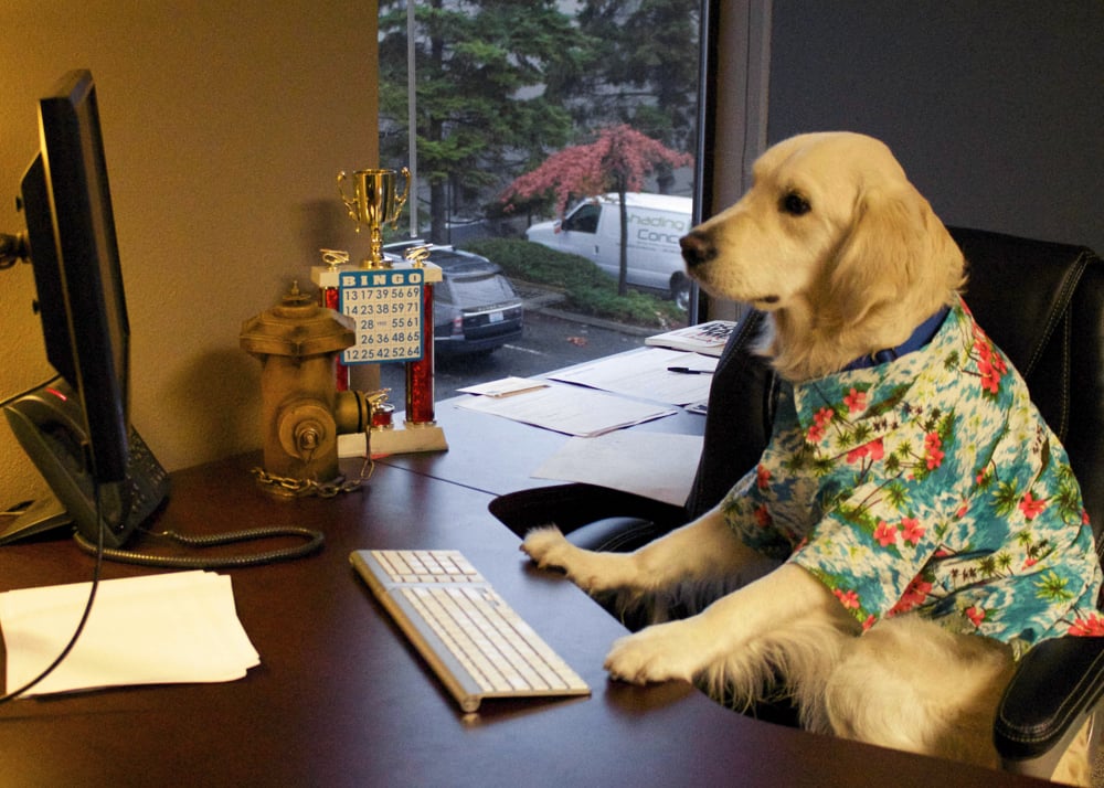service dog training