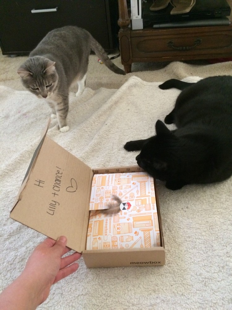 Top Cat Subscription Box Services Healthy Paws
