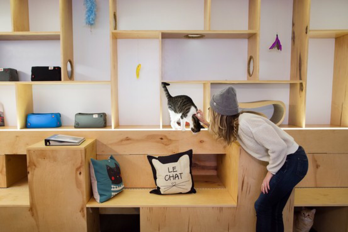 Cat Cafes Healthy Paws