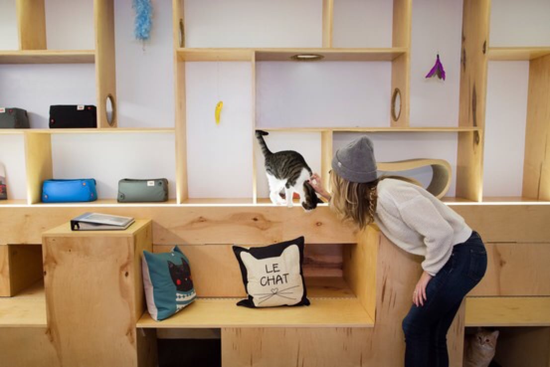 Cat Cafes Healthy Paws